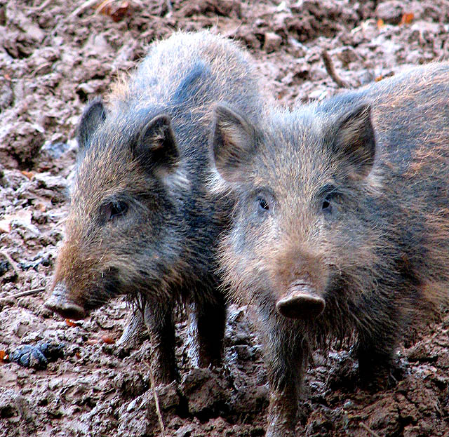 Contingency for disease would be to 'get rid' of boar - Stannard