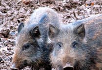 Contingency for disease would be to 'get rid' of Forest boar - Forestry England