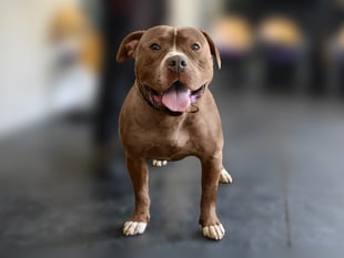 Monmouthshire woman keeps dog after fine