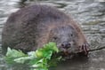 New beaver enclosure to be created near Speech House