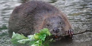New beaver enclosure to be created near Speech House