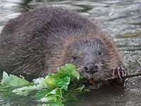 New beaver enclosure to be created near Speech House