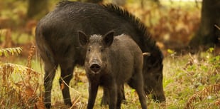 Wyedean residents urged to report gunfire at night amid poaching rise