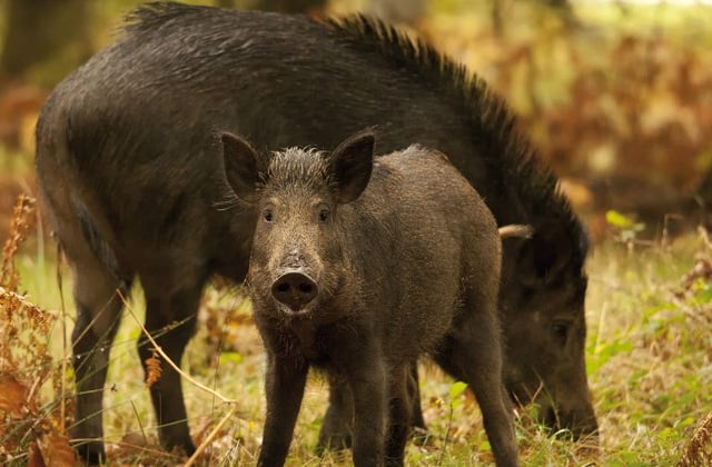Wyedean residents urged to report gunfire at night amid poaching rise