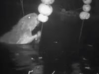 Video: Beaver kits at Lydbrook enclosure 'have discovered apples'