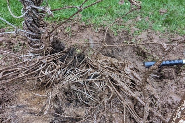 Badger rescued from football net at Monmouth sports pitch