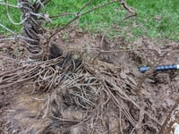 Badger rescued from football net at Monmouth sports pitch