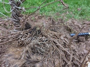 Badger rescued from football net at Monmouth sports pitch