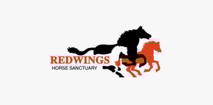 Rescued ponies thriving at Redwings