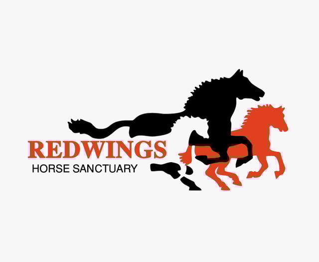 Rescued ponies thriving at Redwings