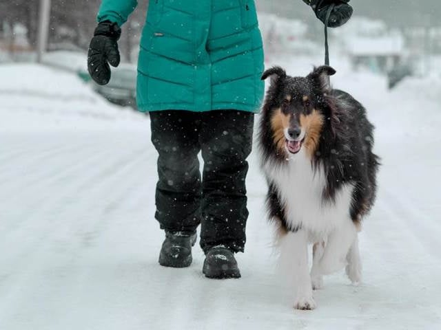 Keep your dog safe in cold weather