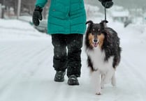 Keep your dog safe in cold weather