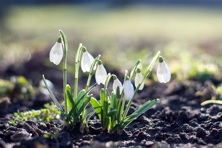 snowdrop