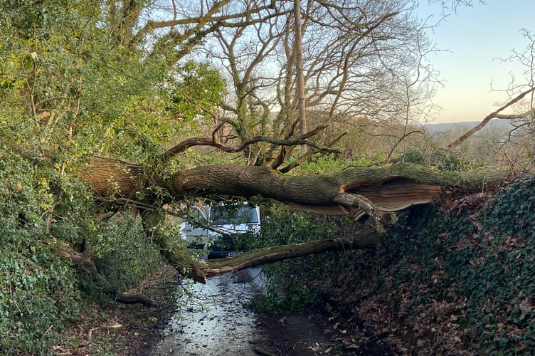 A fallen tree has blocked Manson Lane in Monmouth