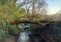 Fallen tree blocks Monmouth rural lane