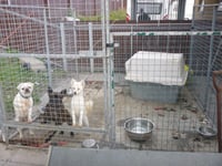 Eleven sentenced for illegal puppy trading