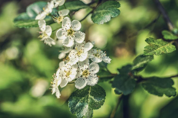 Image by 165106 from Pixabay