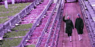 Pace-setting vertical farm opens in Forest