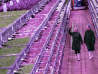 Pace-setting vertical farm opens in Forest