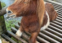 Pony's near death ordeal thanks to careless Black Mountains rambler 