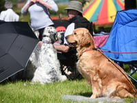 Head to Builth for the RWS Smallholding and Countryside Festival