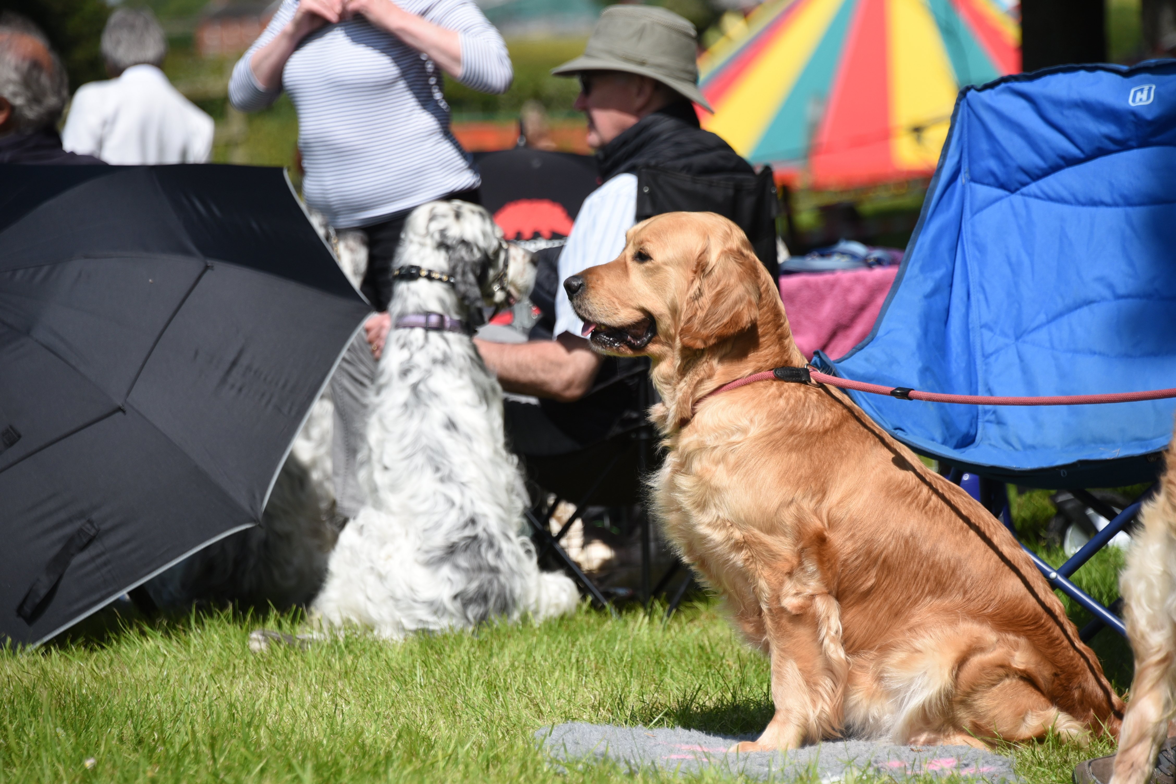 Head to Builth for the Smallholding and Countryside Festival ...