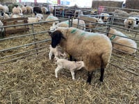 Spring is in the air at Raglan Farm Park
