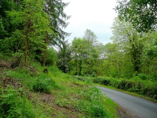 Green light for Monnow Valley forestry track plan