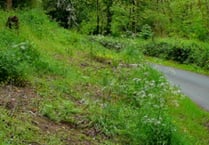 Green light for Monnow Valley forestry track plan