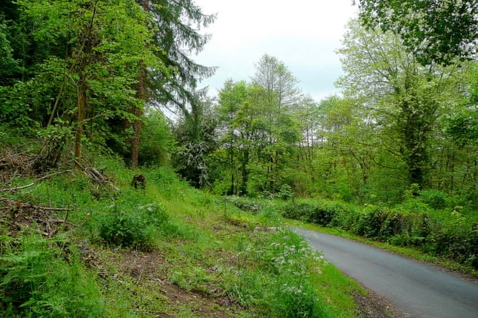 A forestry track can be extended by 200m at Brookholm Wood near Monmouth