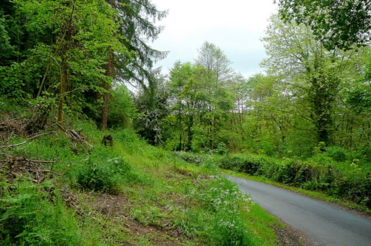 A forestry track can be extended by 200m at Brookholm Wood near Monmouth