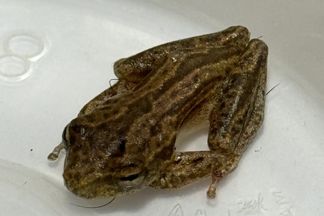 The African frog found in a bunch of bananas in Caldicot. © Harry Williams/Marlow Vets