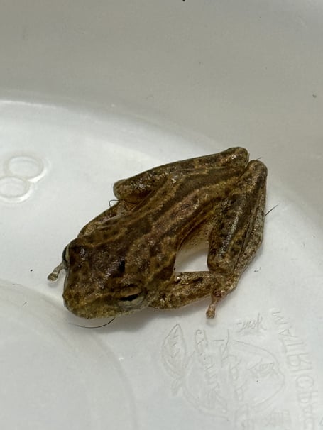 The African frog found in a bunch of bananas in Caldicot. © Harry Williams/Marlow Vets