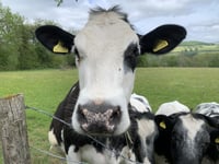 
What’s wrong with Monmouthshire milk MCC? 
