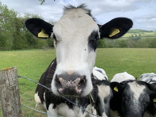 
What’s wrong with Monmouthshire milk MCC? 
