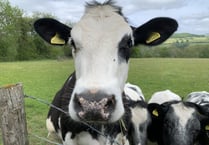 
What’s wrong with Monmouthshire milk MCC? 
