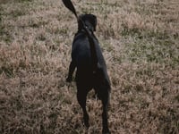Monmouthshire dog ban could be decided today