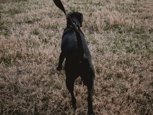 Monmouthshire dog ban could be decided today