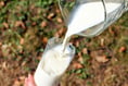 MCC defends Raglan Dairy contract decision
