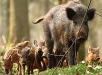 Two men charged with wildlife offences after dead boar found