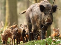 Number of wild boar 'now under control'