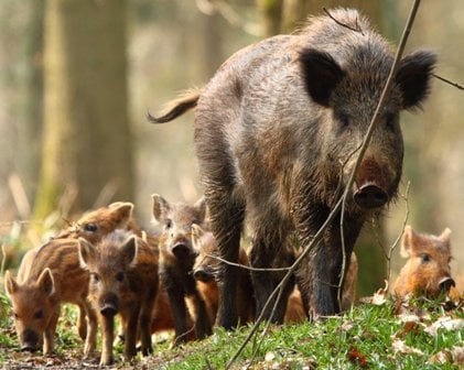 Number of wild boar 'now under control'