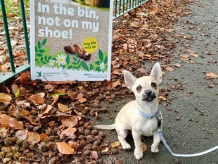 No fines until dog ban signs are put up