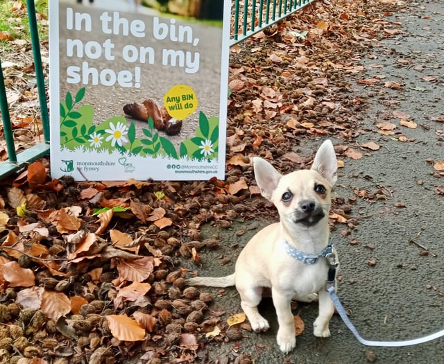No fines until dog ban signs are put up