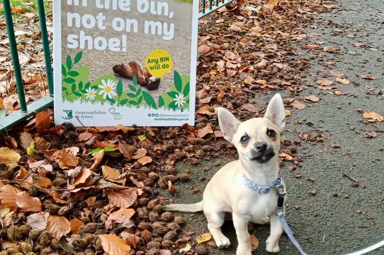Strict new dog laws are being considered for public spaces