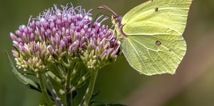 National Garden Scheme sees new gardens open to public across county