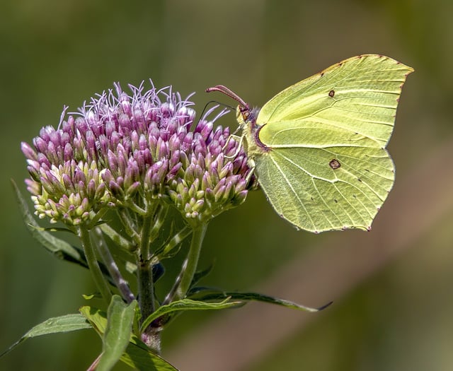 National Garden Scheme sees new gardens open to public across county