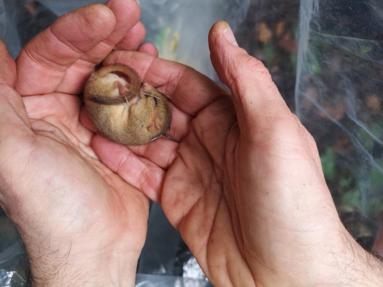 Dormouse