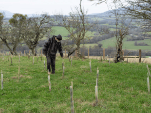 Charity continue mission to plant 1 million trees in Brecon Beacons