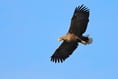 Will eagles return to the Severn Estuary?